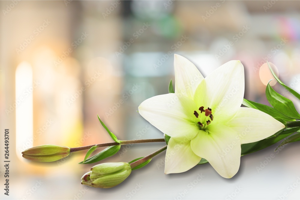 Beautiful white lily on white background