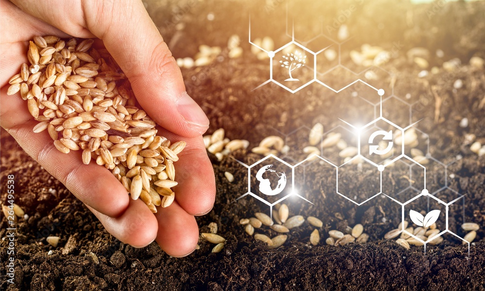 Human hand holding grains and gardening into rows