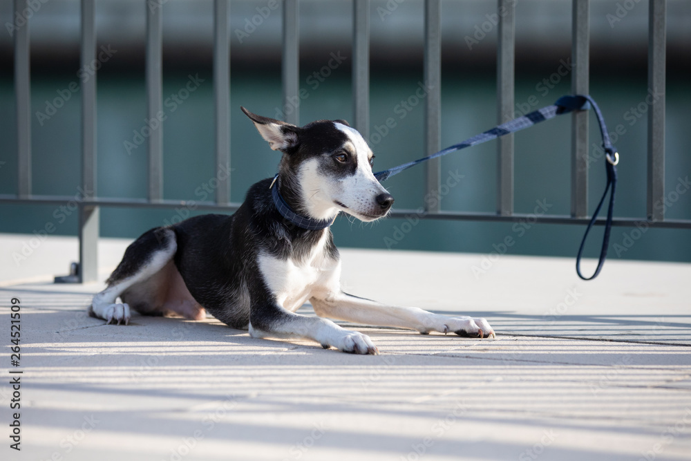 Three-legged husky mix breed puppy with heterochromia iridis (different colored eyes) looking sad wh