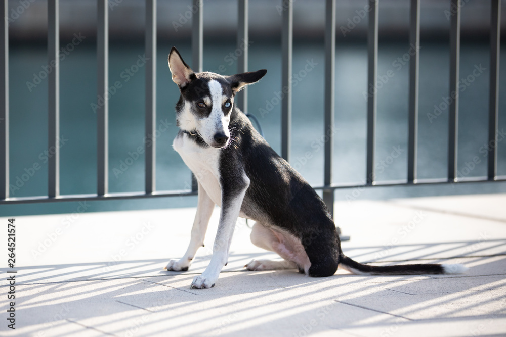 Three-legged husky mix breed puppy with heterochromia iridis (different colored eyes) tied to a fenc