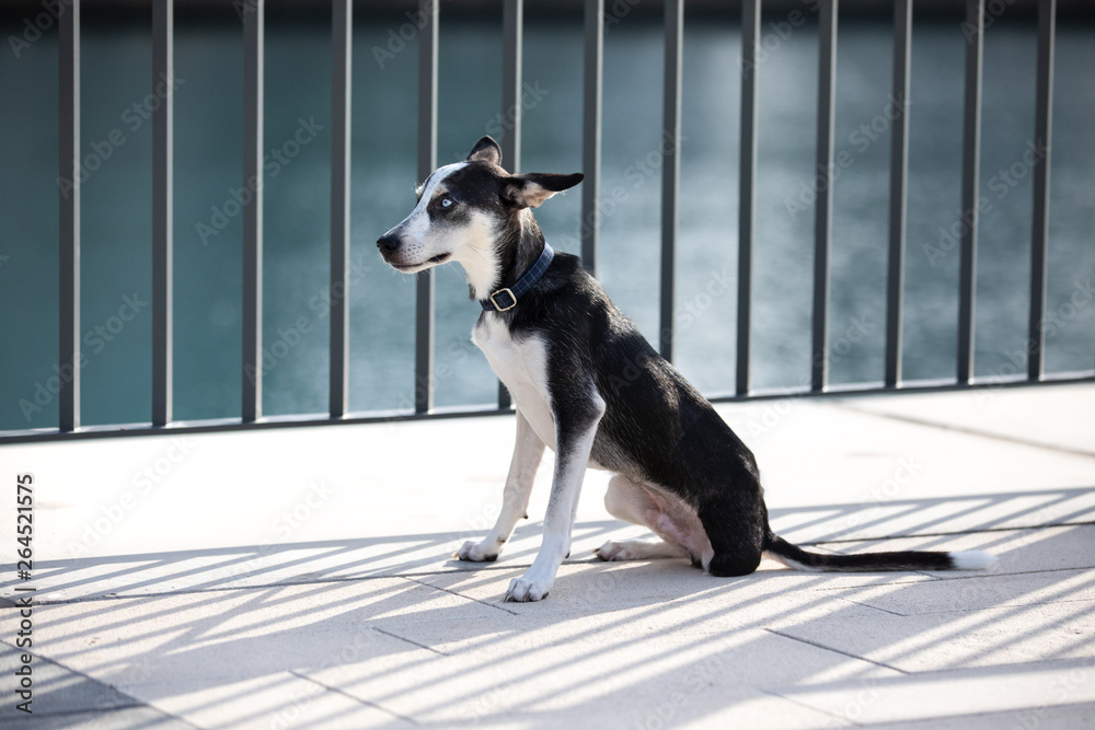 Three-legged husky mix breed puppy with heterochromia iridis (different colored eyes) tied to a fenc