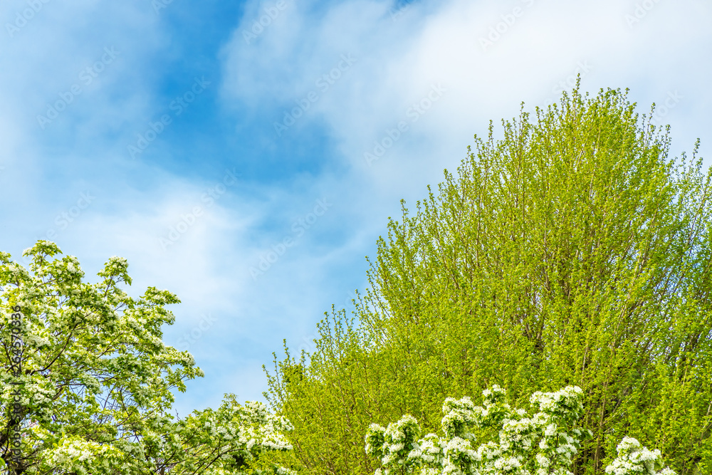 新緑の木と青空