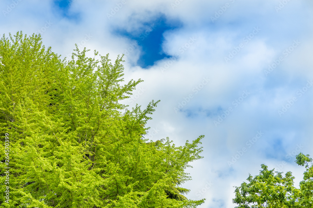 新緑の木と青空