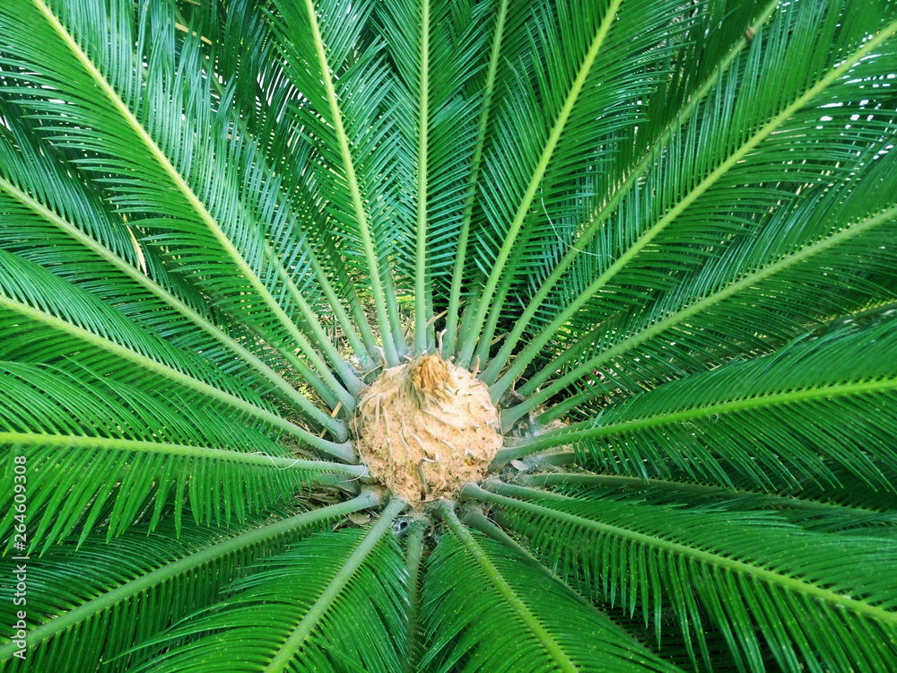 Palm Leaves Green Backdrop. Closeup Palm Tree Background for Vacation and Travel Design