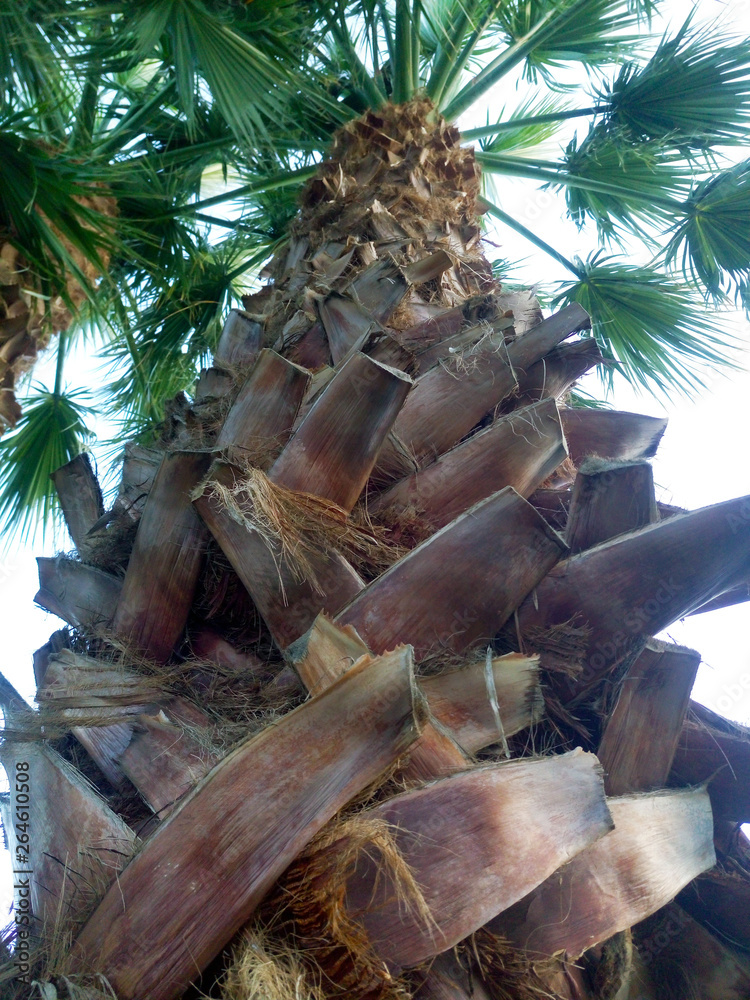 Brown Palm Tree Trunk or Bark. Detailed Photo of Tropical Plant