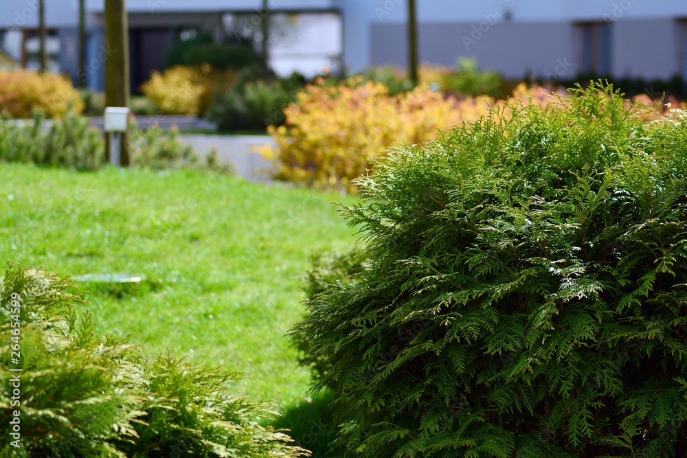 城市住宅附近的观赏灌木和植物