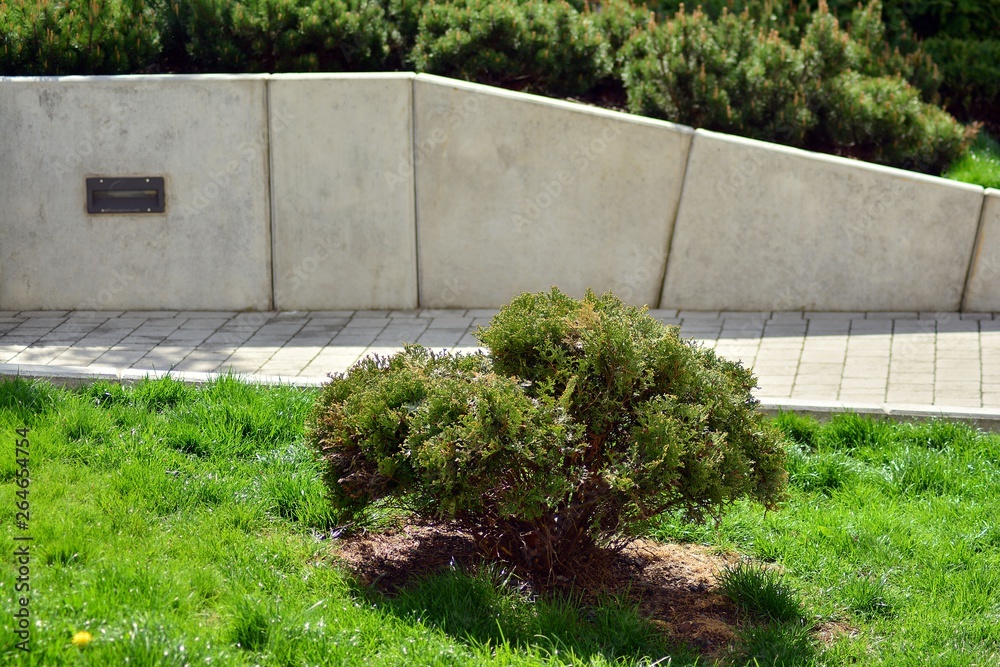 Ornamental shrubs and plants near a residential city house