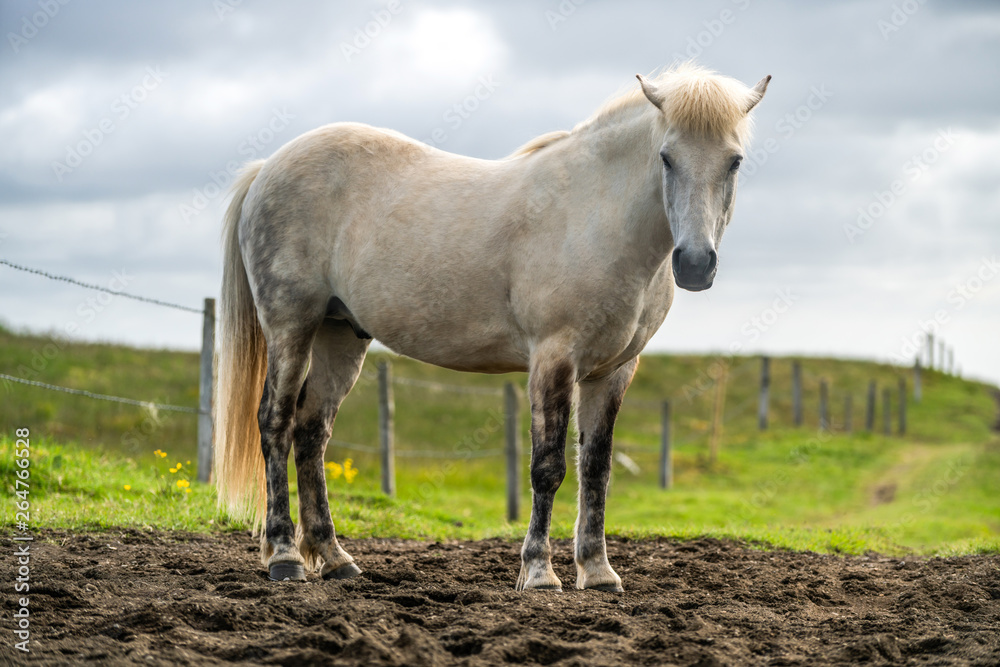 Icelandic horse in the field of scenic nature landscape of Iceland. The Icelandic horse is a breed o