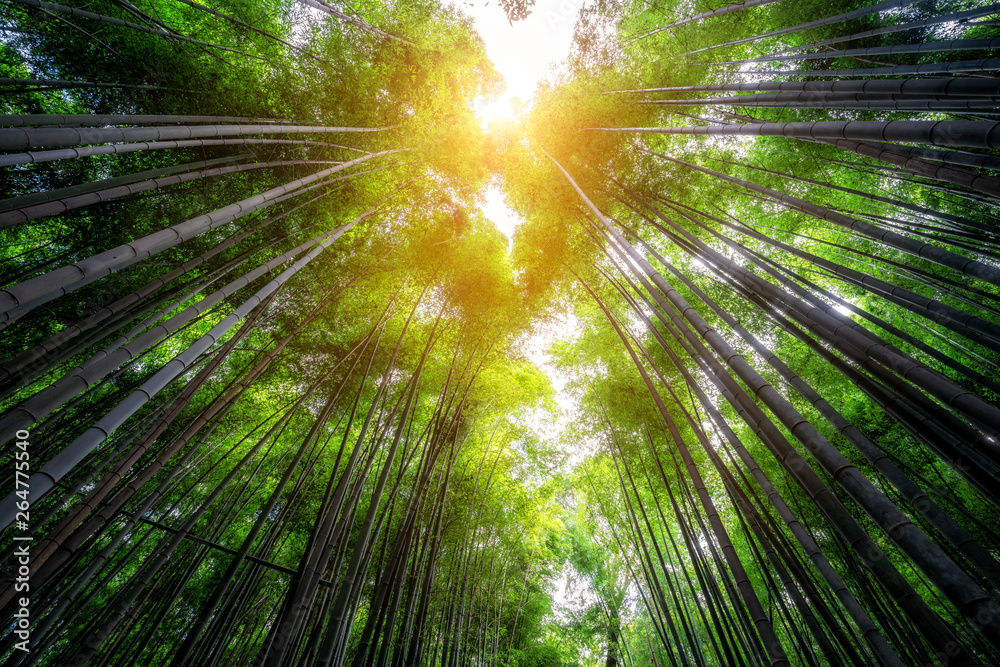 Arashiyama Bamboo Forest famous place in Kyoto Japan. - The Arashiyama Bamboo Grove is one of Kyoto’