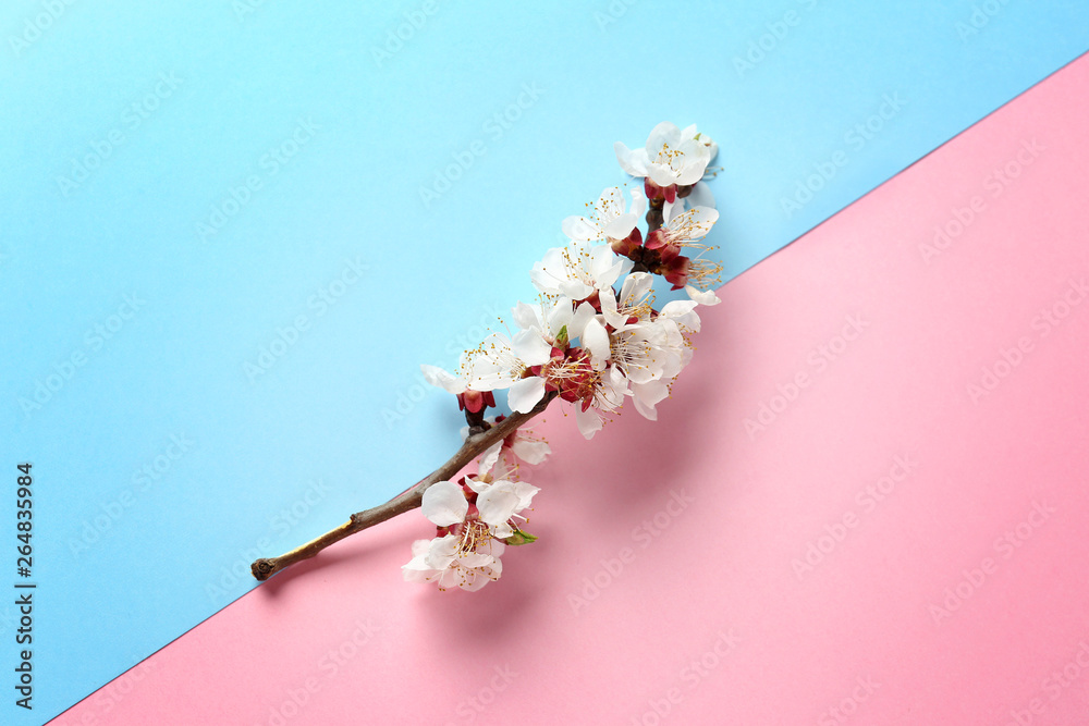 Beautiful blossoming branch on color background