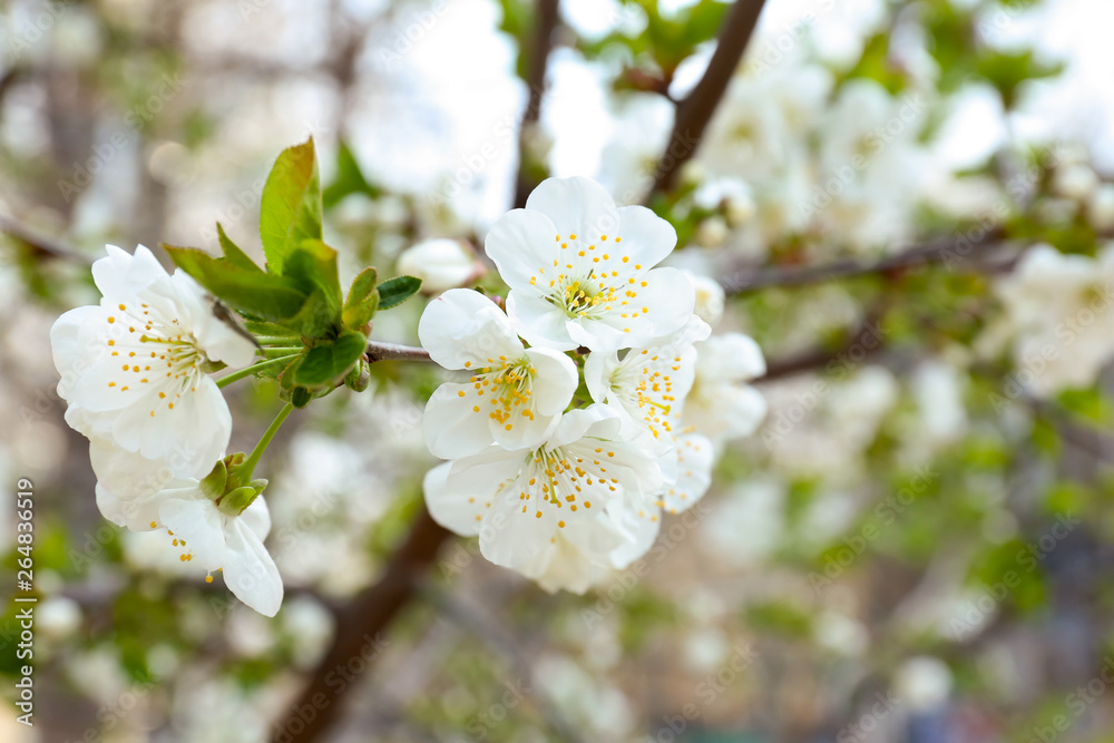 Beautiful blossoming tree branch outdoors