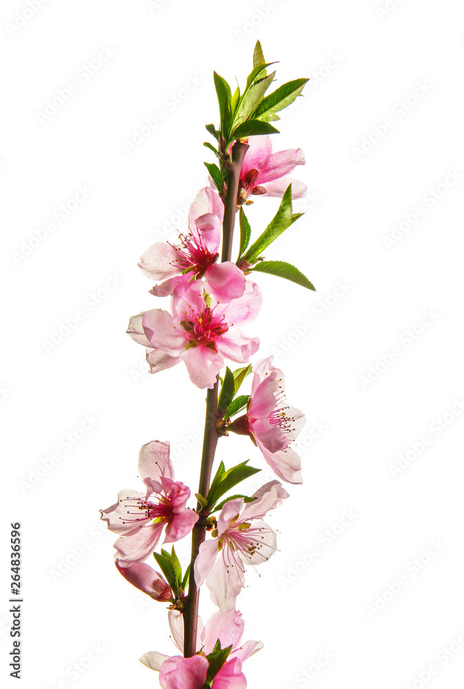 Beautiful blossoming branch on white background