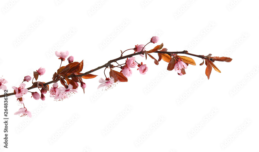 Beautiful blossoming branch on white background