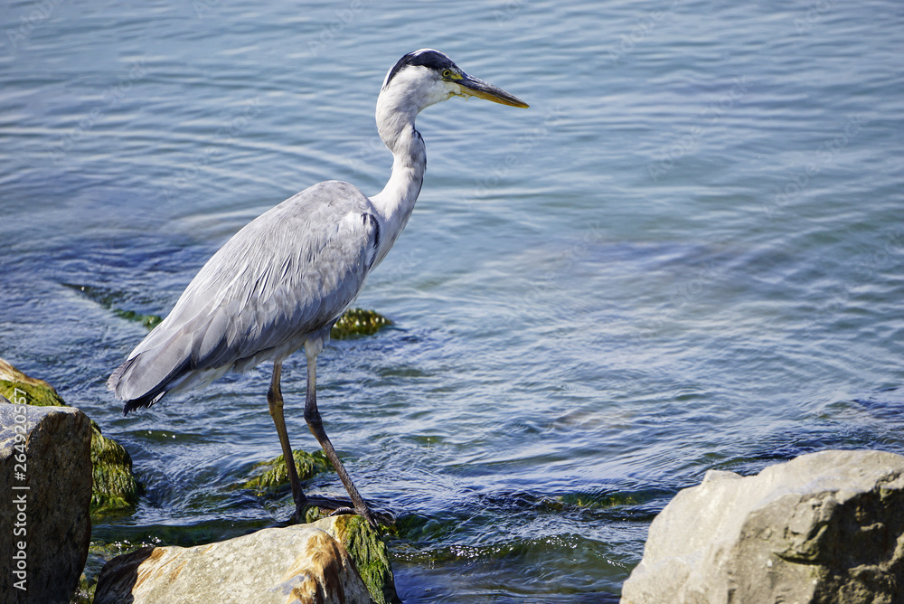 Heron long legged fresh water and coastal bird