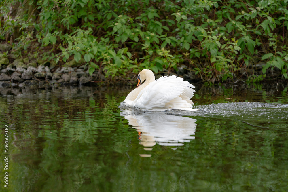 Beautiful white swan on the lake in the forest