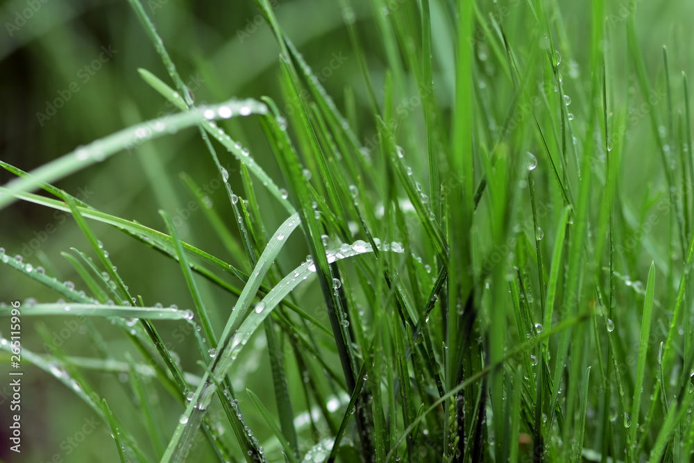 Variations of photos with a soft and blurred background of green, young and fresh spring grass. Natu