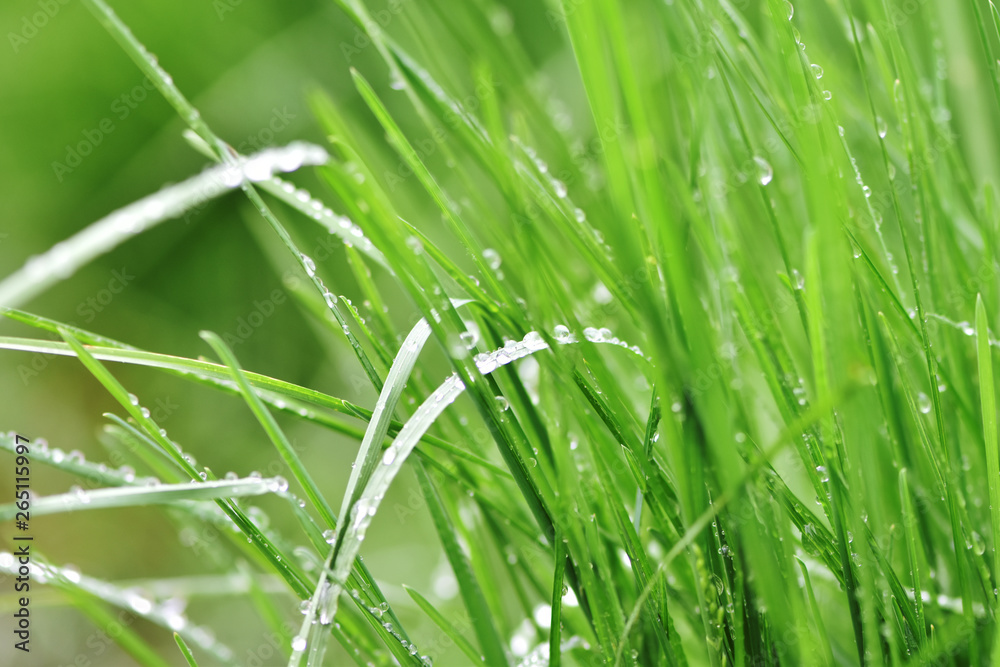 Variations of photos with a soft and blurred background of green, young and fresh spring grass. Natu