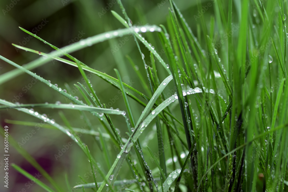 Variations of photos with a soft and blurred background of green, young and fresh spring grass. Natu