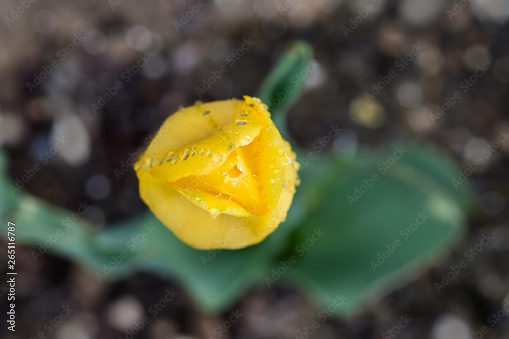 Variations of photos with a beautiful, gentle and lonely flower of a yellow tulip in a garden with r