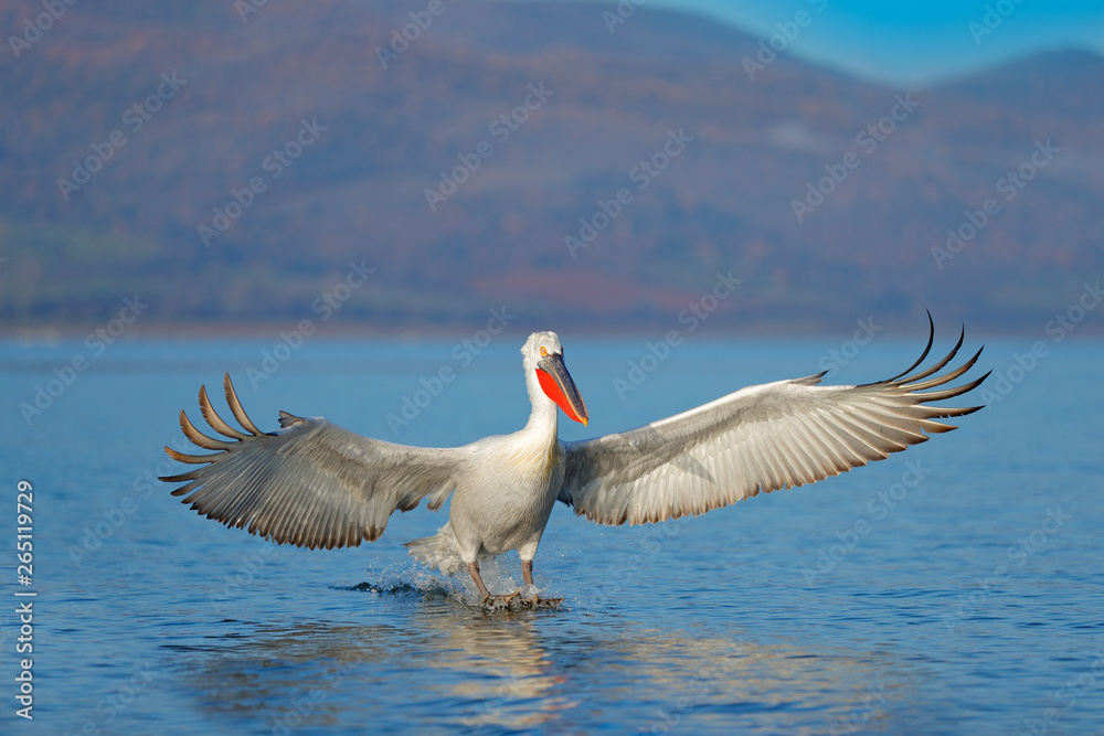 鸟儿降落在蓝色的湖水上。鸟儿飞翔。达尔马提亚鹈鹕，Pelecanus crispus，降落在湖中