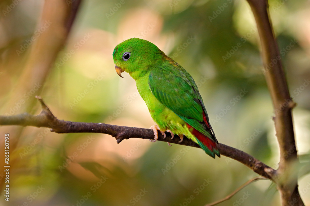 Blue-crowned hanging parrot, Loriculus galgulus, bird Barma, Thailand, Indonesia. Green parrot sitti