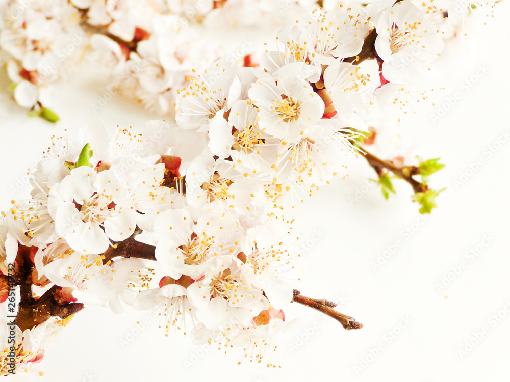 Apricot blossom on white