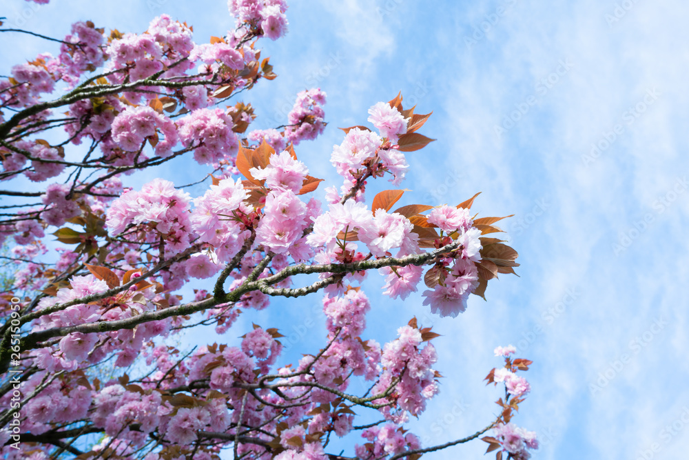 Flowering sakura trees against the sky