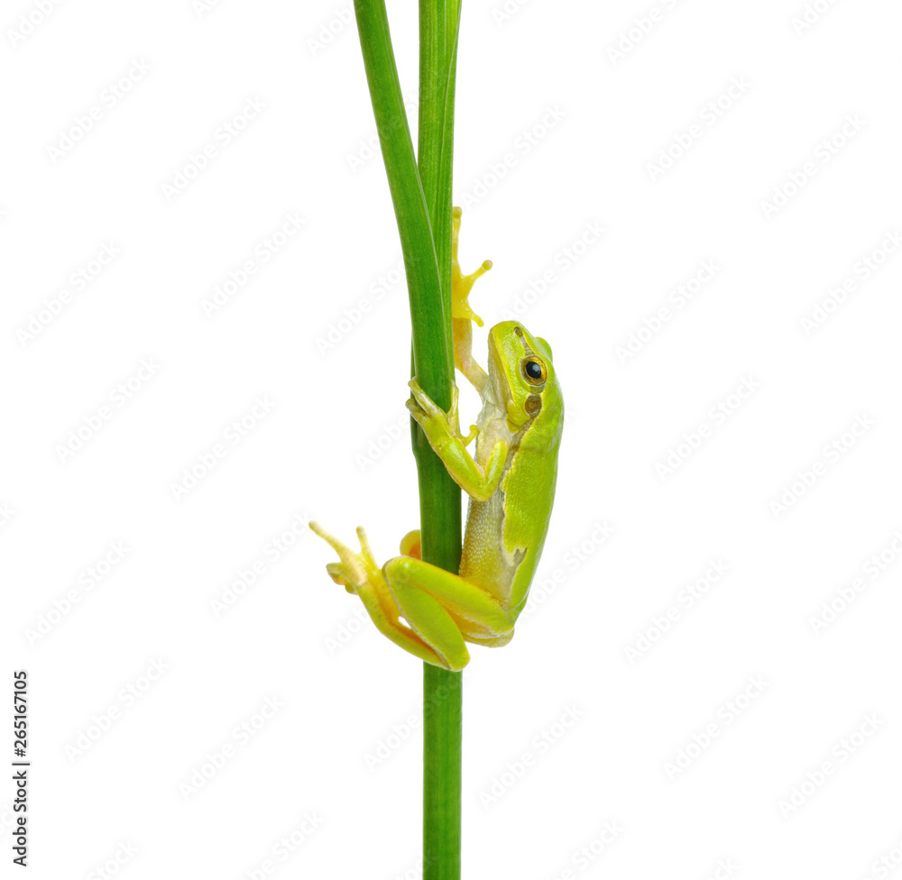 Tree frog on a plant