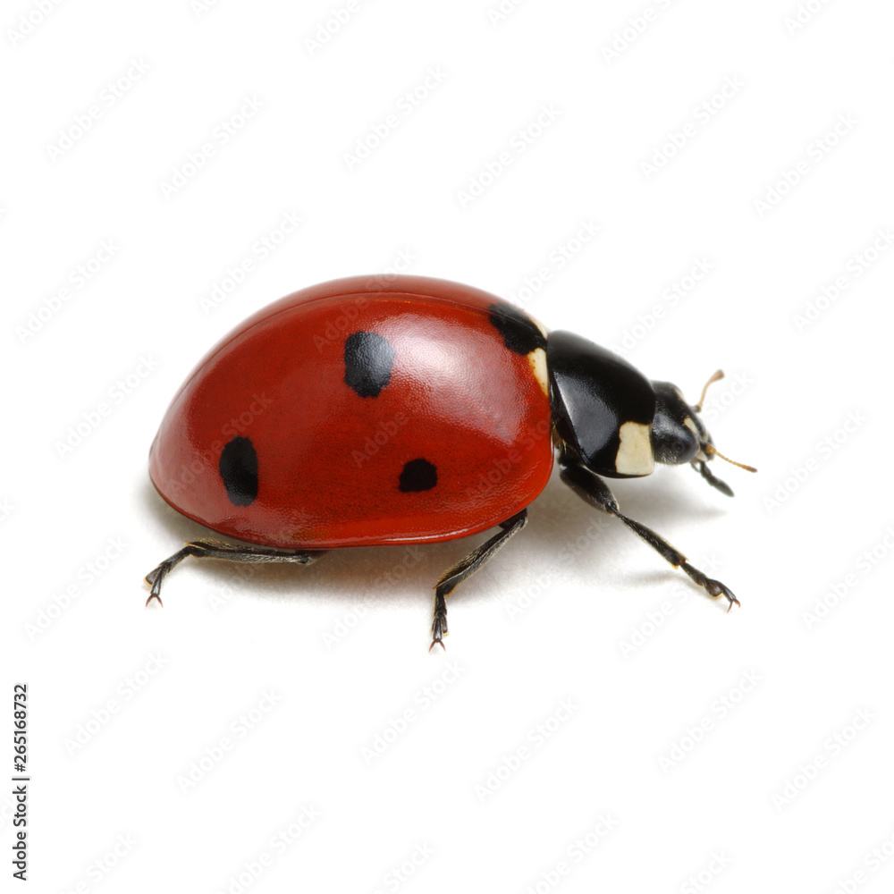 Ladybug isolated on white