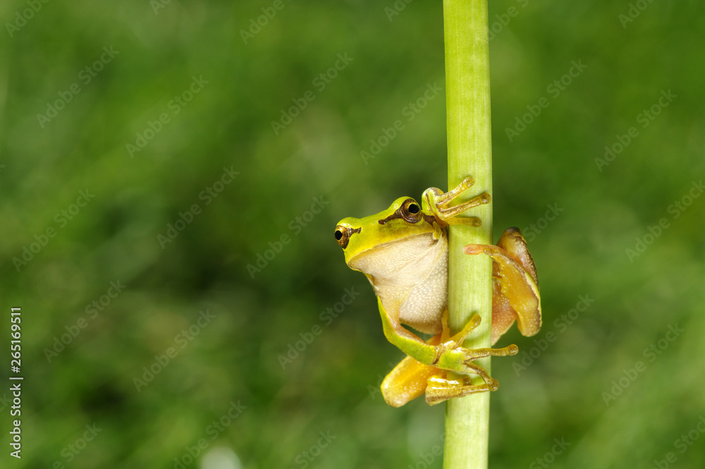 Frog on green background