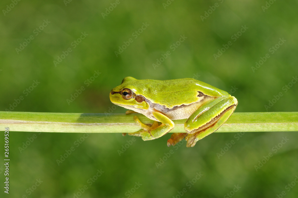 Frog on green background