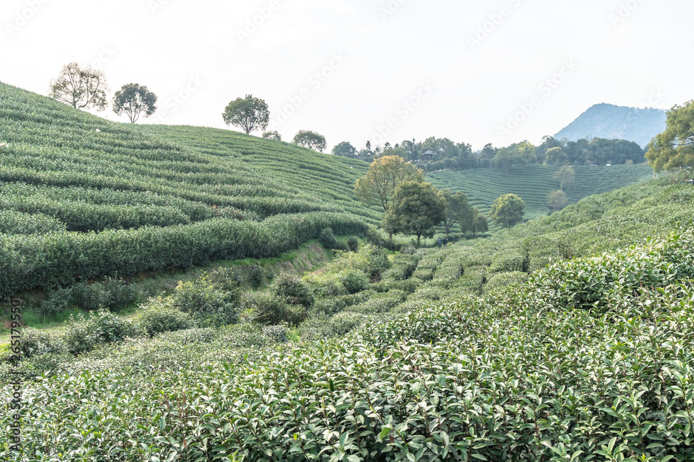 杭州龙井茶园