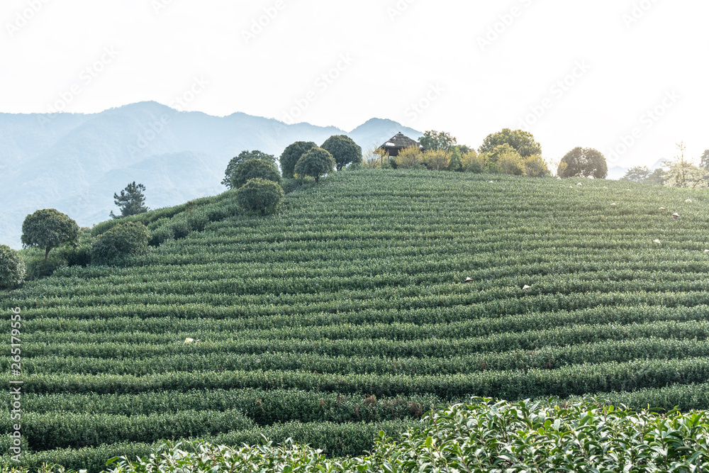 杭州龙井茶园