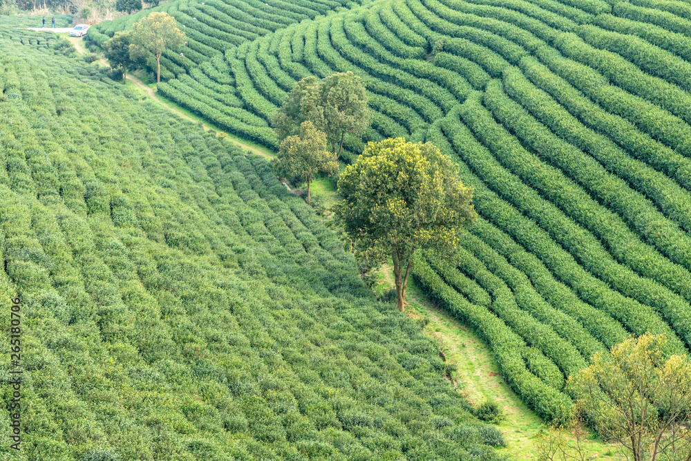 longjing tea garden in hangzhou china