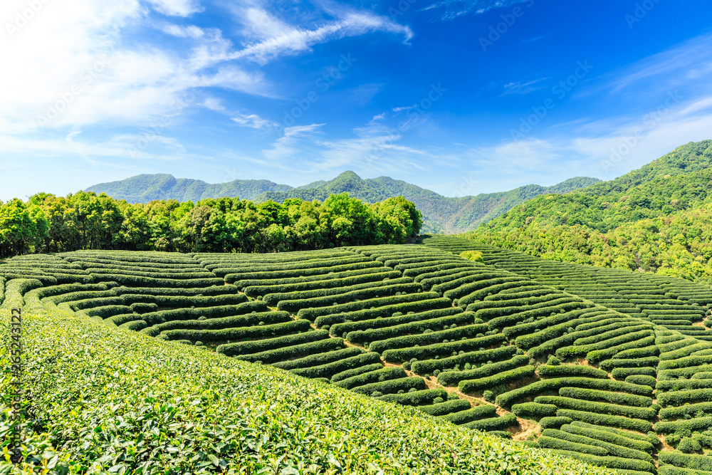 绿茶种植园自然景观