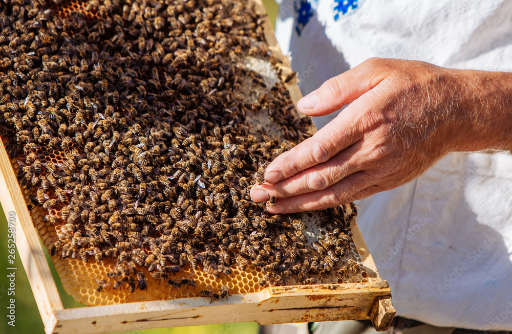 The beekeeper examines bees in honeycombs. Hands of the beekeeper. The bee is close-up.