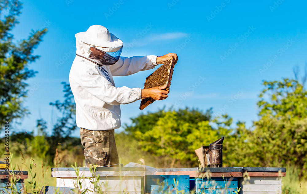 在养蜂场工作的年轻养蜂人。养蜂理念。养蜂人收获蜂蜜