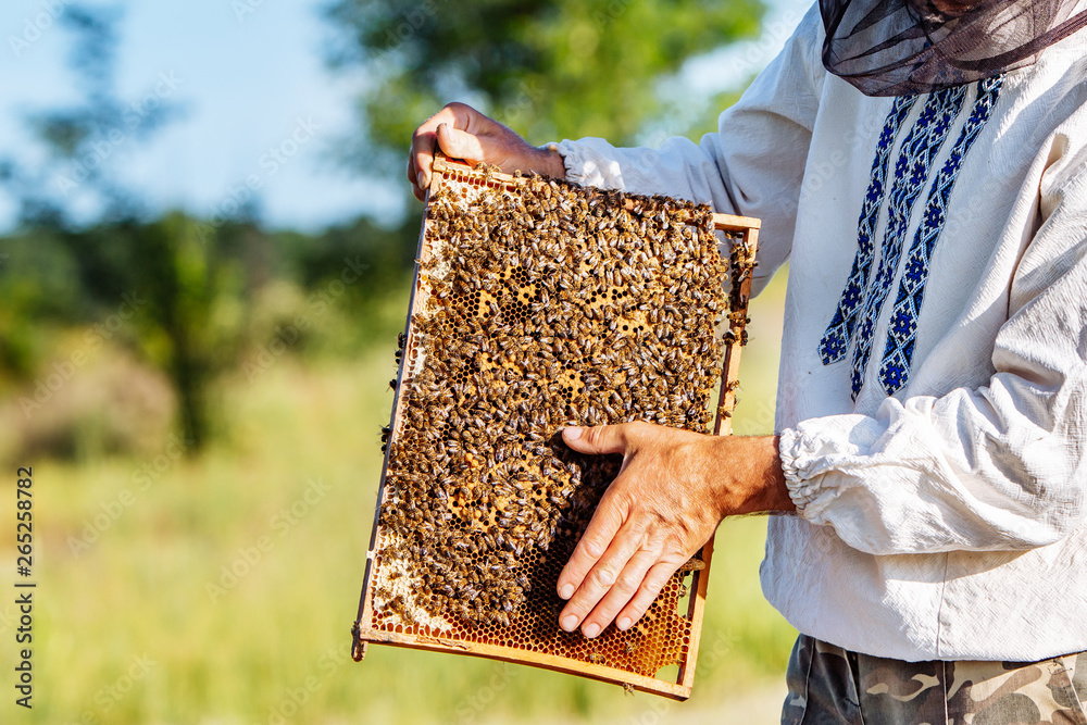 The beekeeper examines bees in honeycombs. Hands of the beekeeper. The bee is close-up.