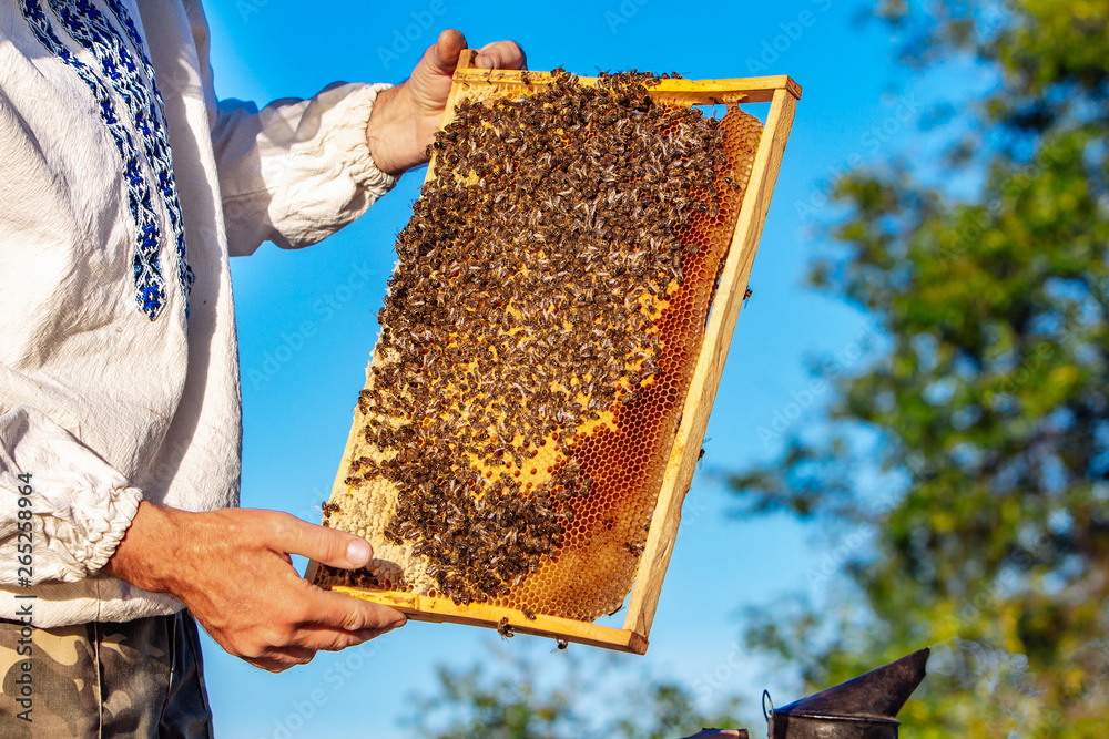 Beekeeper is working with bees and beehives on the apiary. Frames of a bee hive. Apiary concept