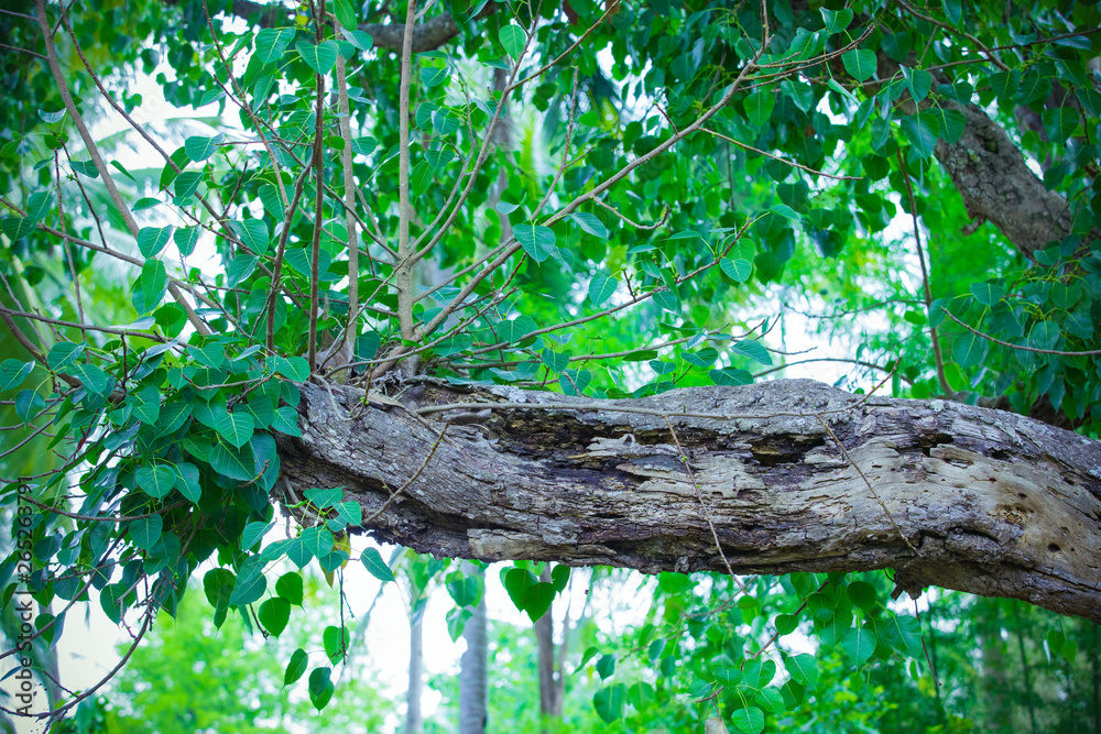 branch leaf of tree ,Large trees in the forest,Dry branches