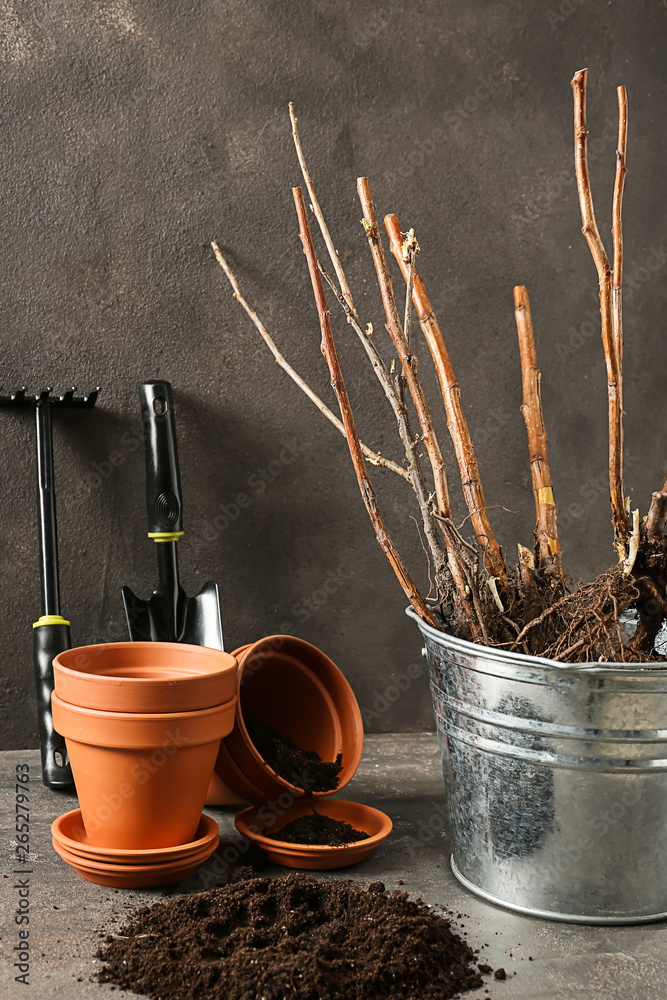 Bucket with tree seedlings, pots and soil on table