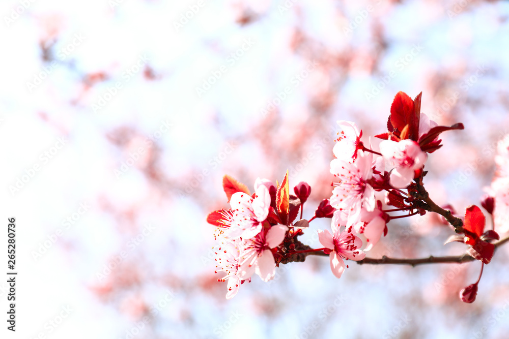 Beautiful blossoming branch on spring day