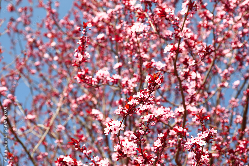 Beautiful blossoming tree on spring day