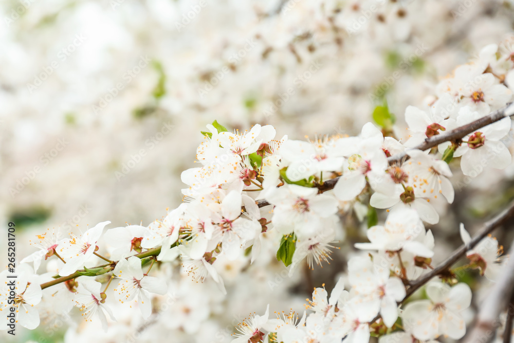 Beautiful blossoming branches on spring day