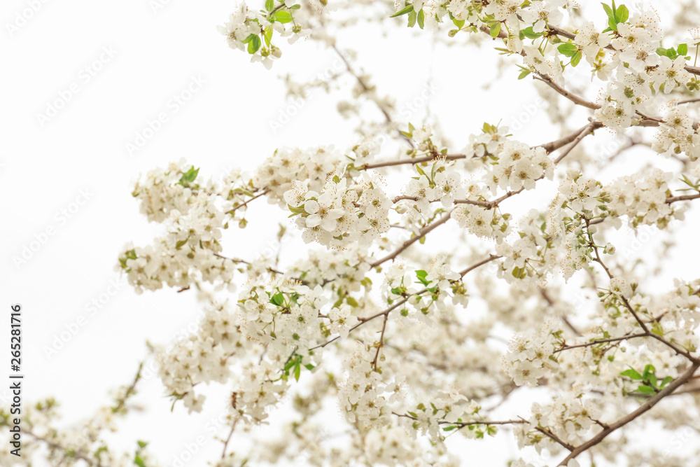 春日枝繁叶茂