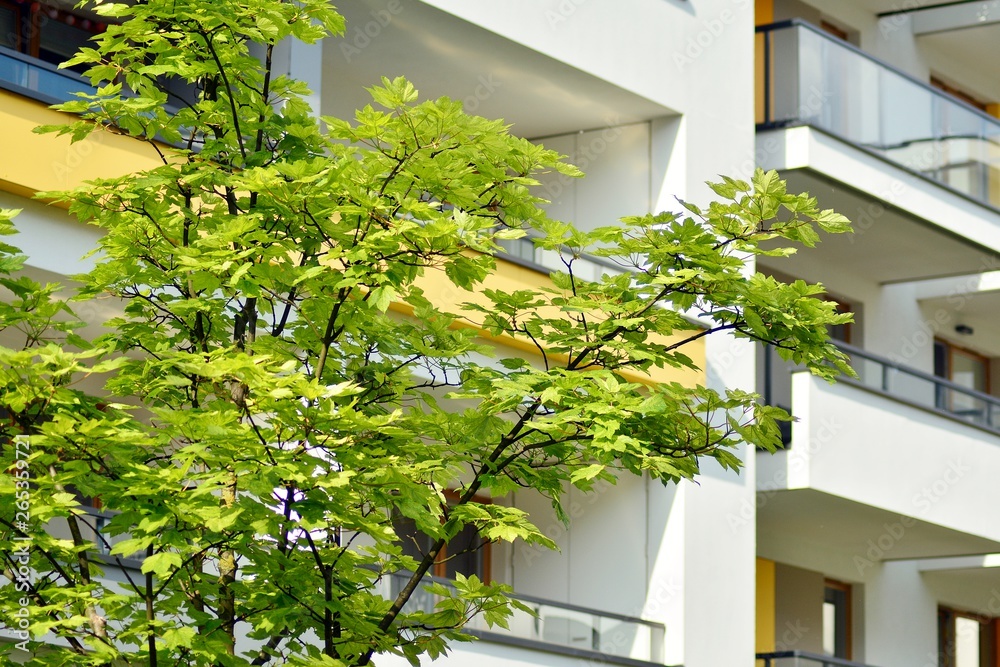 Ornamental shrubs and plants near a residential city house