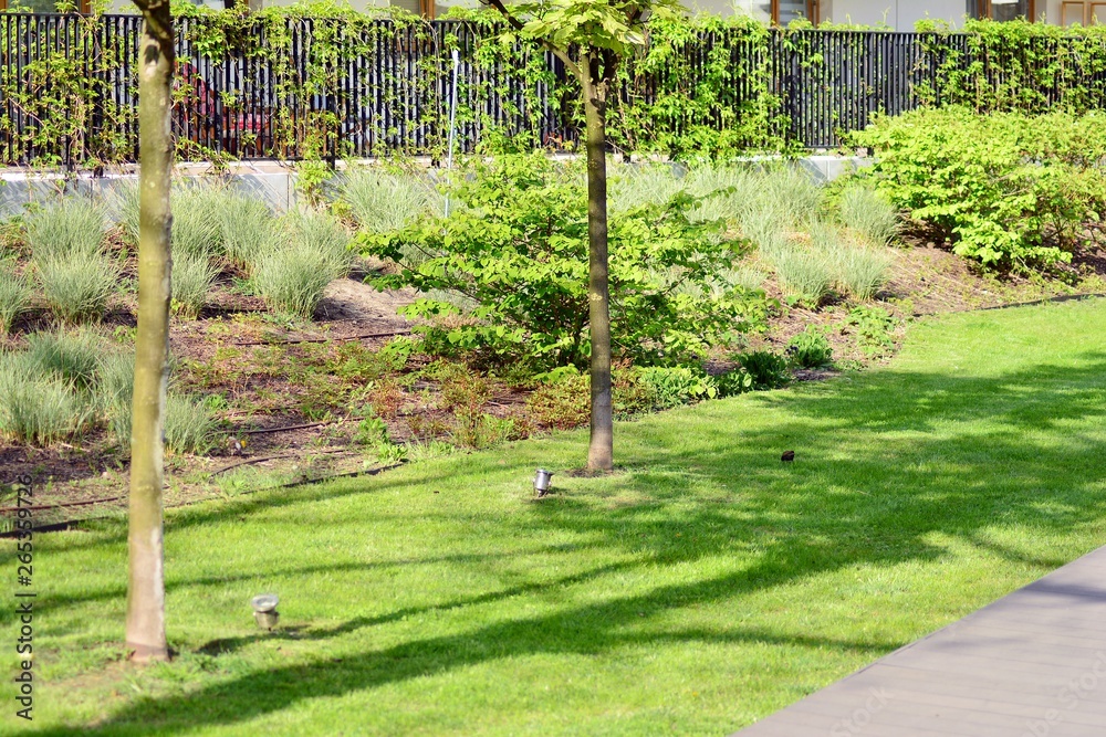 Ornamental shrubs and plants near a residential city house