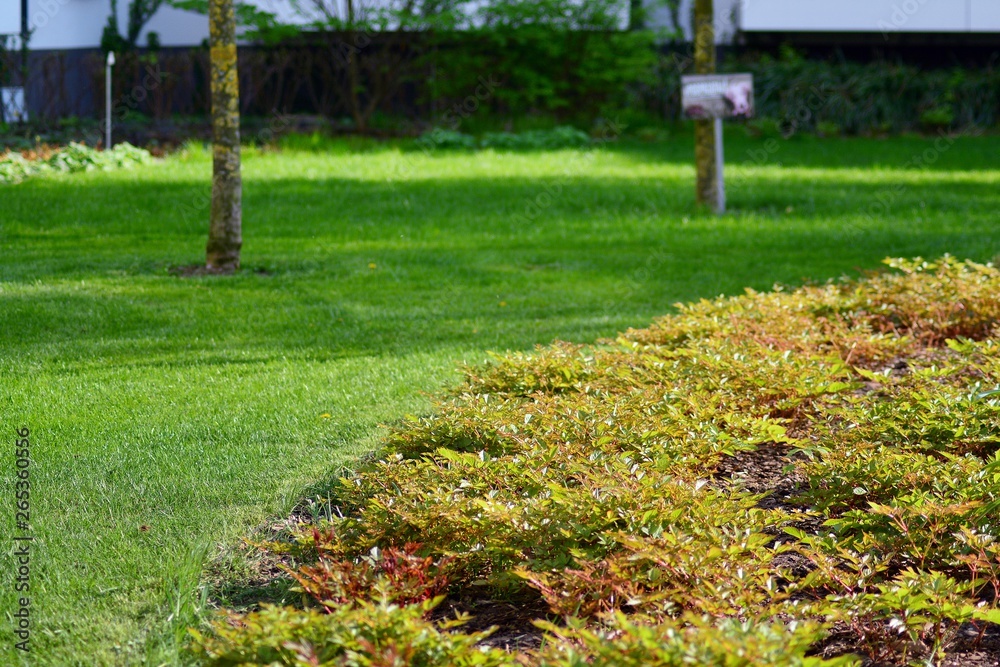 Ornamental shrubs and plants near a residential city house