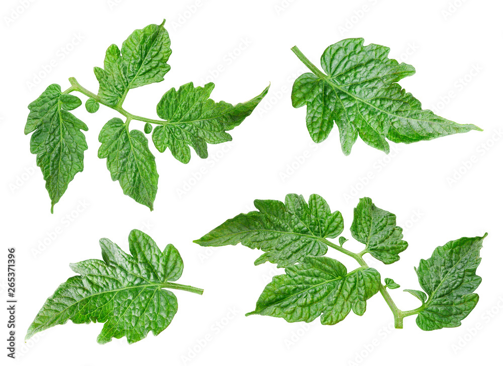 Tomato leaf isolated on white