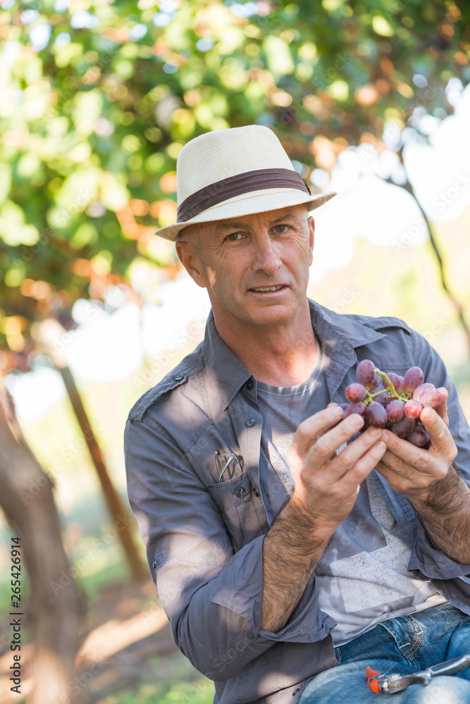 Agricultural checking quality wine grapes